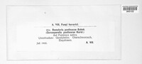 Ramularia pastinacae image